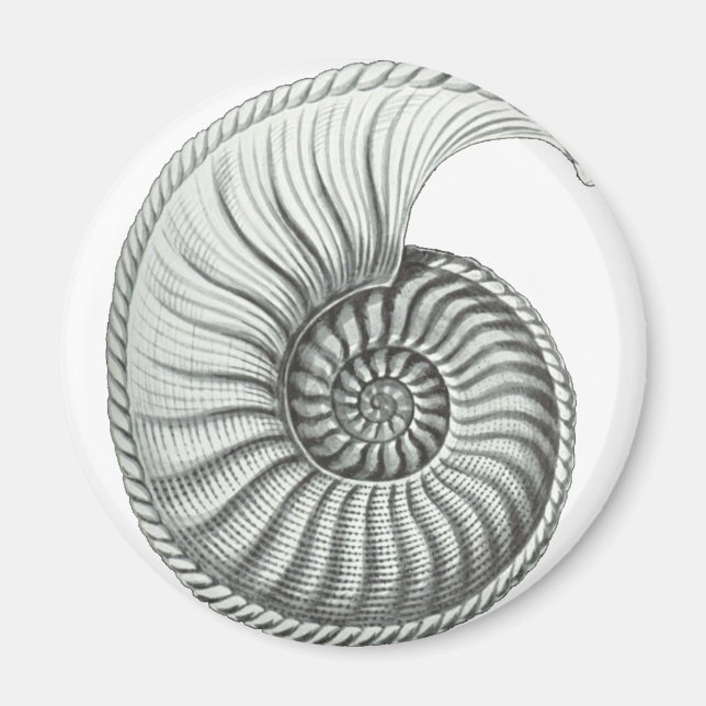 Ammonite Magnet (Front)