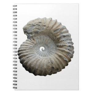 ammonite notebook