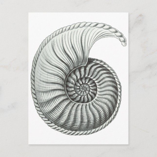 Ammonite Postcard (Front)