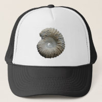 ammonite