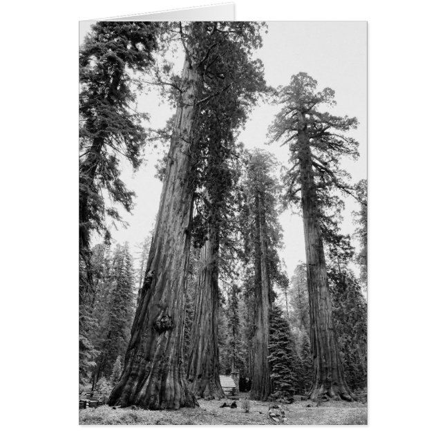 Among Giants card (Front)