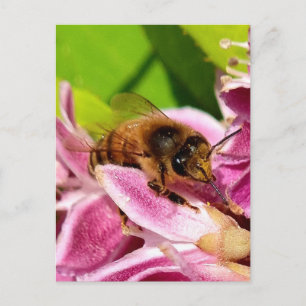 Among the Blooms – Bee on Pink Flower Postcard