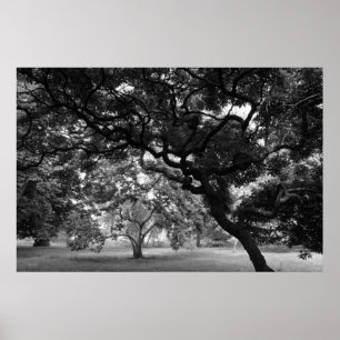 Amongst the Magnolia Trees BW Poster