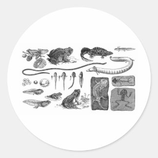 Amphibian Evolution Classic Round Sticker