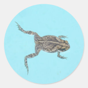 Amphibian Stickers 02
