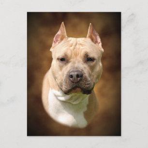 Amstaff Postcard