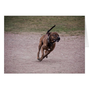 Amstaff running