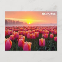 Amsterdam Netherlands Dutch Tulips Travel Photo