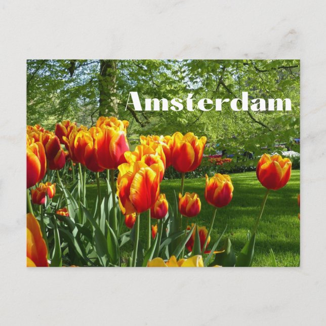 Amsterdam Orange Tulips - Spring Botanical Garden  Postcard (Front)