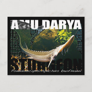 Amu Darya Sturgeon Postcard