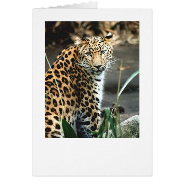 Amur Leopard (Front)