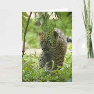 Amur Leopard Cub Holiday Card
