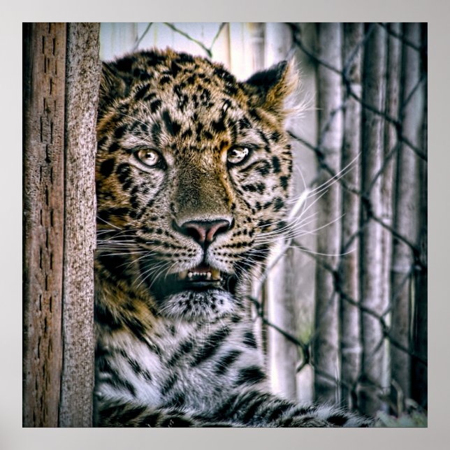 Amur Leopard Exotic Zoo Animal Poster (Front)