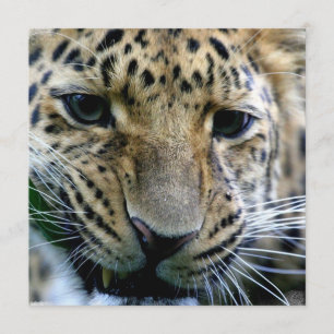 Amur Leopard Invitations