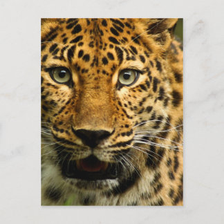 Amur Leopard Postcard