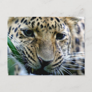 Amur Leopard Postcards