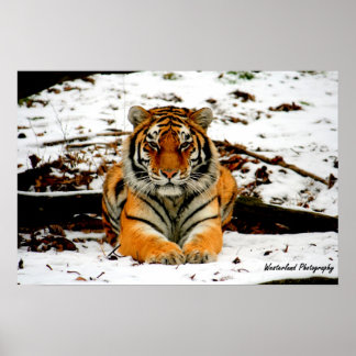 Amur Stare - Mara the Amur Tiger Poster
