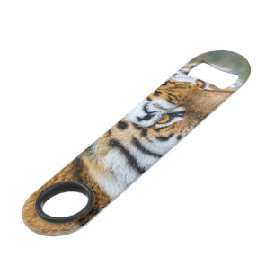 Amur tiger