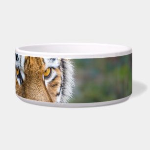 Amur tiger