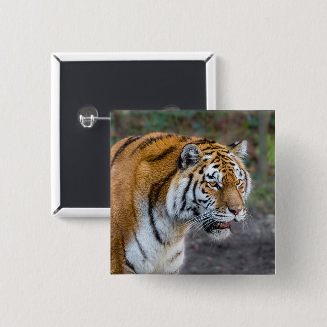 Amur tiger 15 cm square badge (Front & Back)
