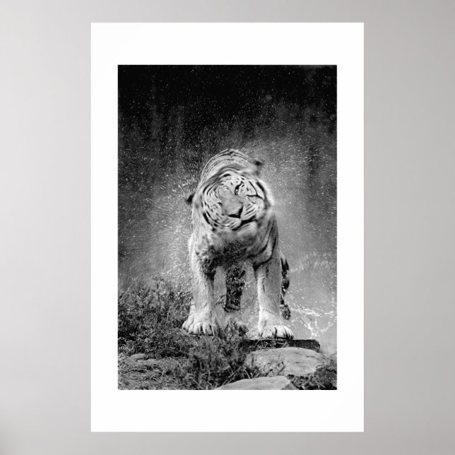 Amur Tiger #3 Poster (Front)