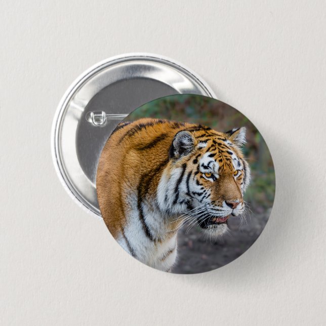 Amur tiger 6 cm round badge (Front & Back)