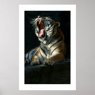 Amur Tiger #7-Poster Poster