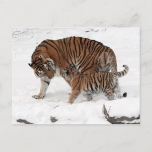 Amur tiger and Cub Postcard