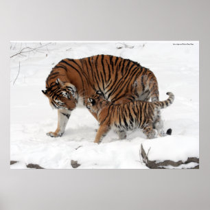 Amur tiger and Cub Poster
