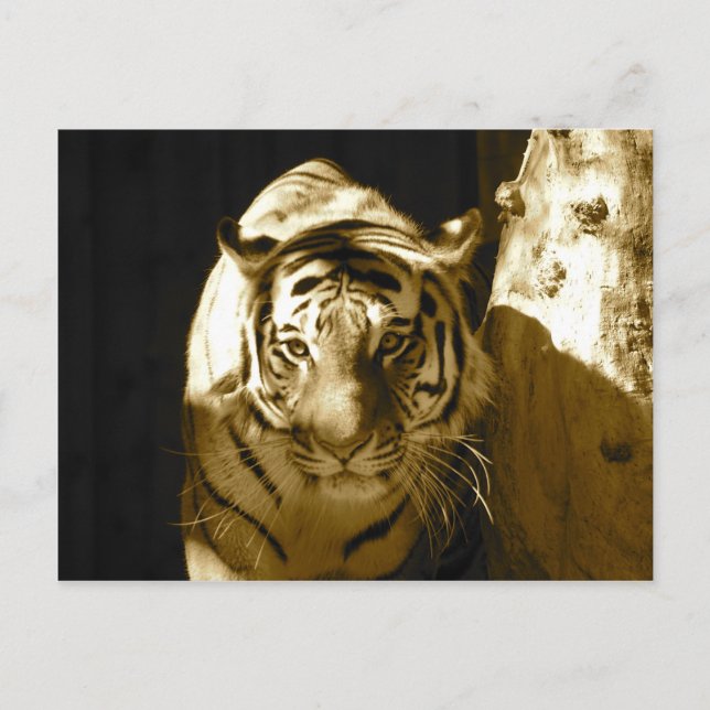 Amur Tiger in Sepia Postcard (Front)