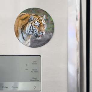Amur tiger magnet