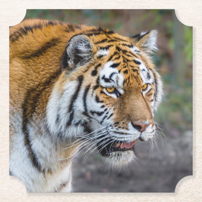 Amur tiger paper coaster (Front)