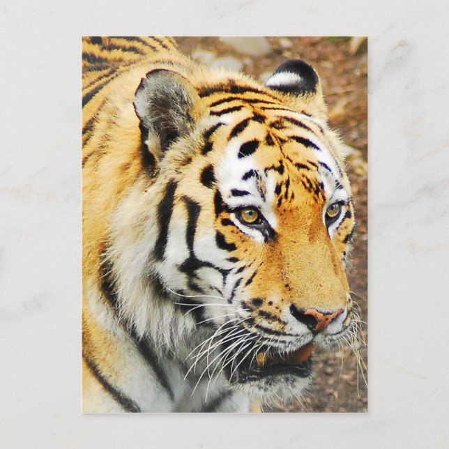 Amur Tiger Postcard (Front)