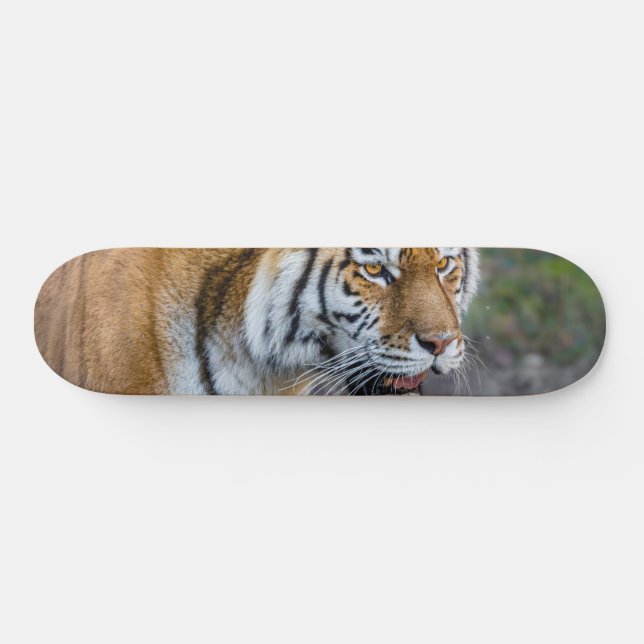 Amur tiger skateboard (Horz)