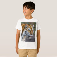 Amur tiger