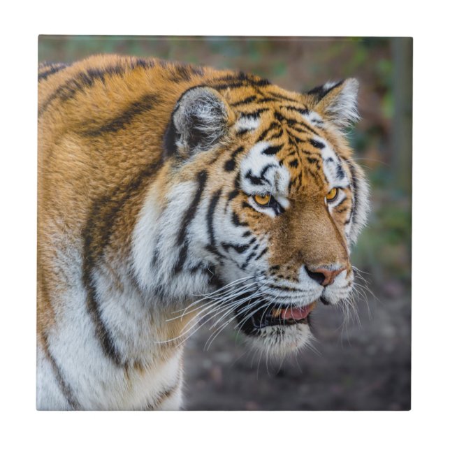 Amur tiger tile (Front)