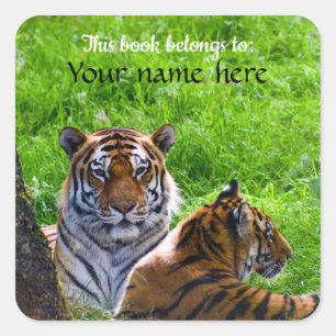 Amur Tigers "This book belongs to" Sticker
