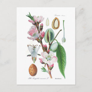 Amygdalus communis (Almond) Postcard