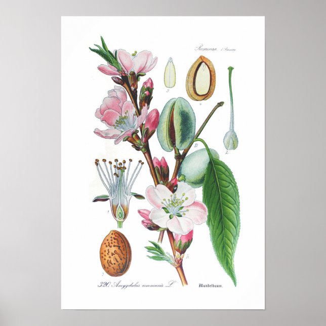 Amygdalus communis (Almond) Poster (Front)