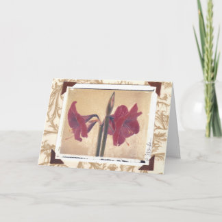 amyllis_2 holiday card