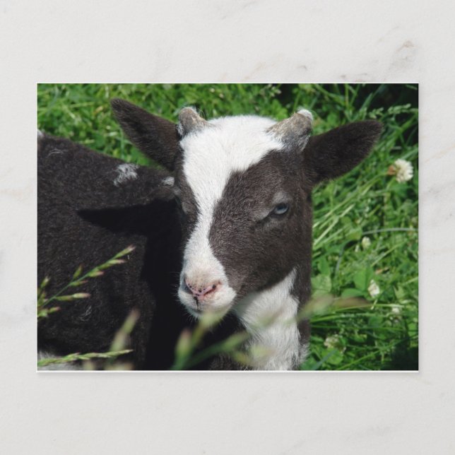 Amy's Lamb Postcard (Front)