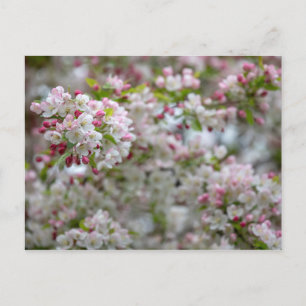 An Abundance Of Blossoms Postcard