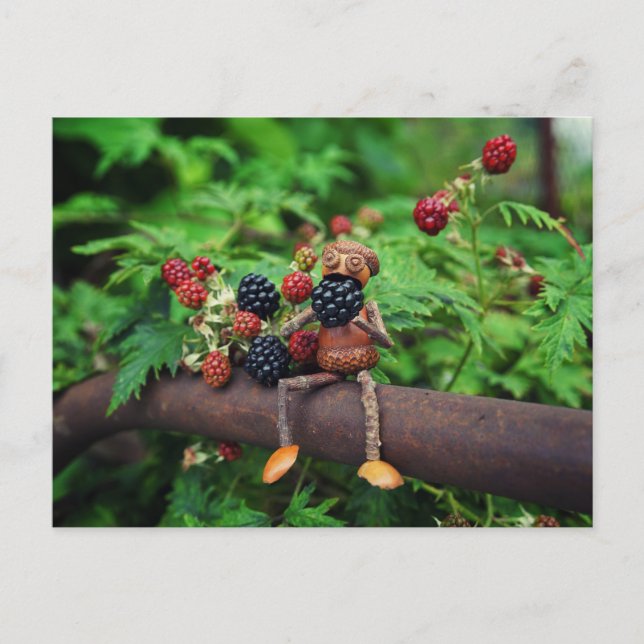 An acorn elf is eating blackberries postcard (Front)