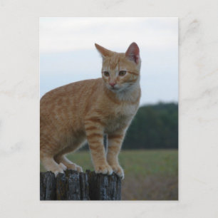 An Adorable Ginger Kitten in the Country Postcard