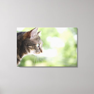 An adult tabby cat staring out of a window canvas print