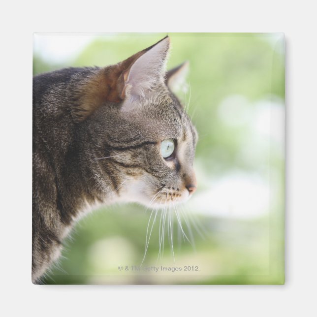 An adult tabby cat staring out of a window magnet (Front)