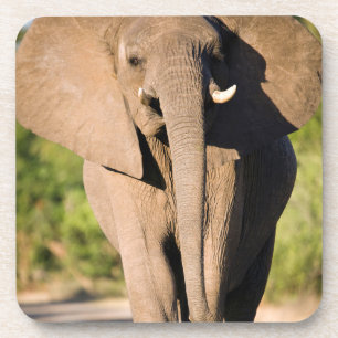 An African Elephant (Loxodonta Africana) Walks Coaster