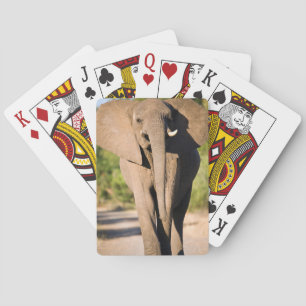 An African Elephant (Loxodonta Africana) Walks Playing Cards