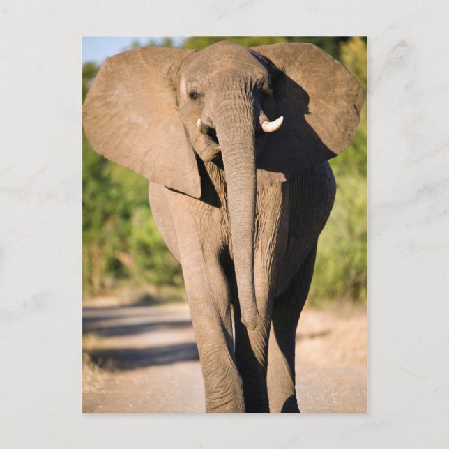 An African Elephant (Loxodonta Africana) Walks Postcard (Front)
