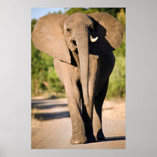 An African Elephant (Loxodonta Africana) Walks Poster
